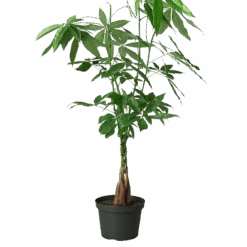 Money Tree ‘Guiana Chestnut’ Pachira Braid -Green Garden Life Store 8 MONEY TREE 1 removebg preview