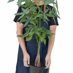 Money Tree ‘Guiana Chestnut’ Pachira Braid -Green Garden Life Store 8 MONEY TREE 3 removebg preview