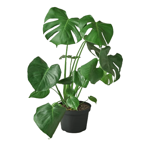 Philodendron Monstera Split-Leaf 12 Philodendron Monstera Split-Leaf - Image 10