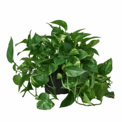 Pothos ‘Golden’ -Green Garden Life Store 8 POTHOS GOLDEN 1 removebg preview