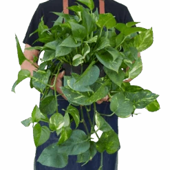 Pothos ‘Golden’ -Green Garden Life Store 8 POTHOS GOLDEN 3 removebg preview