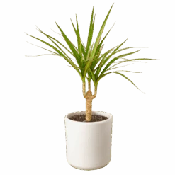 Dracaena Marginata Cane -Green Garden Life Store 8192cf38 c0e5 5602 aeab f13ec114298f fbae5a1b 8658 40ce 82af 3ce966851262