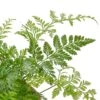 Rabbit’s Foot Fern -Green Garden Life Store 83373117 3d4b 5781 bc55 632b4e7e7e35
