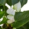 Anthurium ‘White’ – 4″ Pot – NURSERY POT ONLY 2 Anthurium ‘White’ – 4″ Pot – NURSERY POT ONLY -Green Garden Life Store 8582c3da 7e3d 5820 b1cd 3f6d8a01956e a417264a 1730 4cb1 93b9 ae6dde7739b4