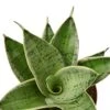Snake Plant Starlight -Green Garden Life Store 85fa6c55 5bde 5343 868b b04f778c0100