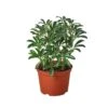 Schefflera Moonlight ‘Umbrella Plant’ -Green Garden Life Store 8b8085d0 84e8 5542 aee1 f3c0d4143ee7 removebg preview
