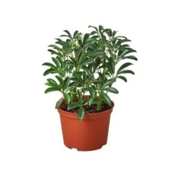 Schefflera Moonlight āUmbrella Plantā