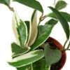 Hoya Carnosa ‘Tricolor’ – 6″ Pot – NURSERY POT ONLY -Green Garden Life Store 8dae6bd5 3c07 57ba afd9 4a9ed9ae9e72 1d9535f4 7f95 4d6a 81ed 0e2b17e995e9