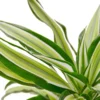 Dracaena ‘Malaika’ -Green Garden Life Store 90a529b5 caaa 5995 86a1 e551c8532414