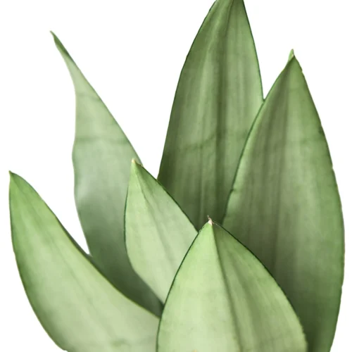 Snake Plant Moonshine – 4″ Pot – NURSERY POT ONLY -Green Garden Life Store 972c2a21 3a86 50fc ad65 0c43740a1701 c37124e3 9b06 499e be58 b28aad67bb37