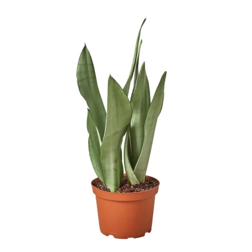 Snake Plant Moonshine – 4″ Pot – NURSERY POT ONLY -Green Garden Life Store 9959f9a6 c158 5d57 a55b 2fc62e5256bf e6dff5f4 9dd4 4e3c 8aa0 0e6fece37373