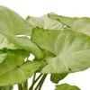 Syngonium White Butterfly – 6″ Pot – NURSERY POT ONLY 1 Syngonium White Butterfly – 6″ Pot – NURSERY POT ONLY -Green Garden Life Store 9c4c4da1 037d 5bad 88dd 4d6ffbcbf84b fa69a9a6 2abc 4d0d b46d 9d6c6a7ed0c3