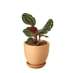 Calathea Roseopicta ‘Medallion’ -Green Garden Life Store Calathea Medallion Terra Cotta liberty bell