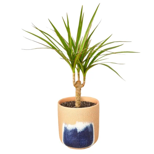Dracaena Marginata Cane -Green Garden Life Store DracaenaMarginataCane Huey