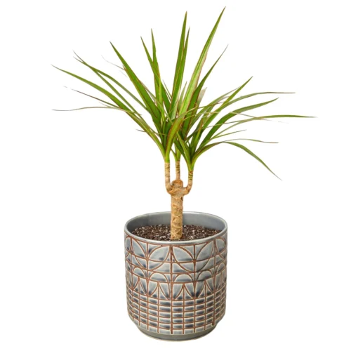 Dracaena Marginata Cane -Green Garden Life Store DracaenaMarginataCane Navarro
