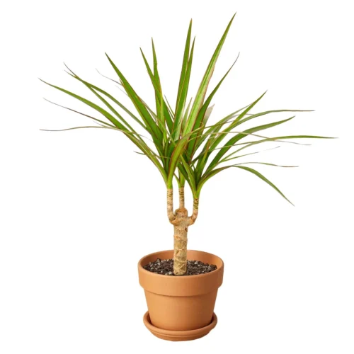 Dracaena Marginata Cane -Green Garden Life Store DracaenaMarginataCane terracota