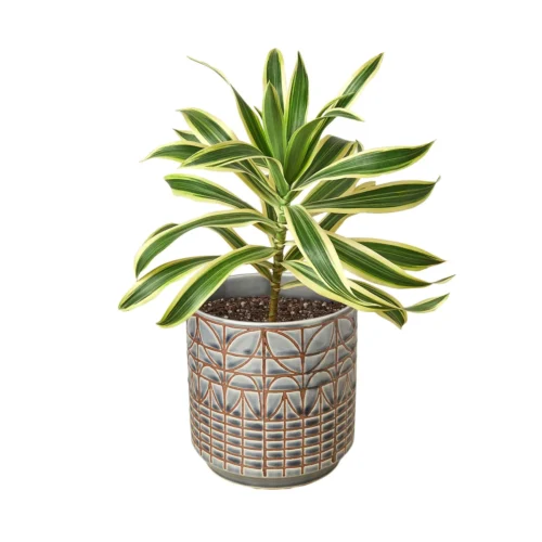 Dracaena ‘Song Of India’ -Green Garden Life Store Dracaena Song Of India Navarro