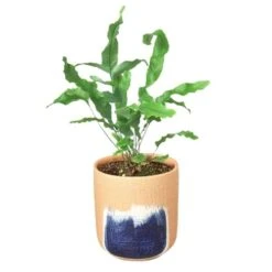 Fern ‘Blue Star’ -Green Garden Life Store Fern Blue Star Huey