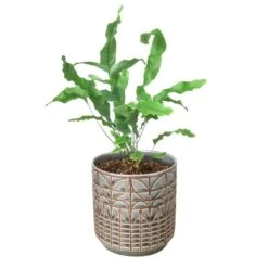 Fern ‘Blue Star’ -Green Garden Life Store Fern Blue Star Navarro 851777c8 f1a7 4a3b b655 54730b922b6a