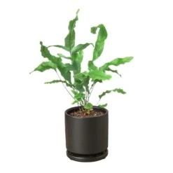 Fern ‘Blue Star’ -Green Garden Life Store Fern Blue Star black round