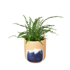 Fern ‘Lemon Button’ -Green Garden Life Store Fern Lemon Button Huey