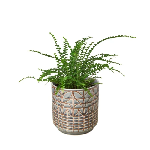 Fern ‘Lemon Button’ -Green Garden Life Store Fern Lemon Button Navarro