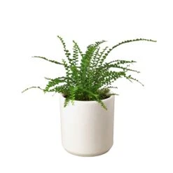 Fern ‘Lemon Button’ -Green Garden Life Store Fern Lemon Button White Cylinder