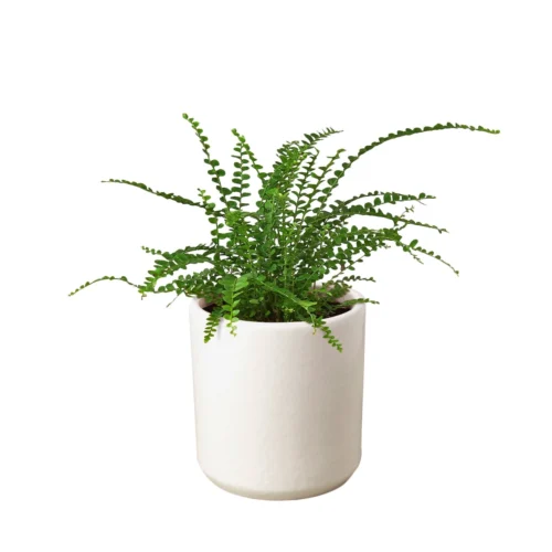 Fern ‘Lemon Button’ -Green Garden Life Store Fern Lemon Button White Cylinder