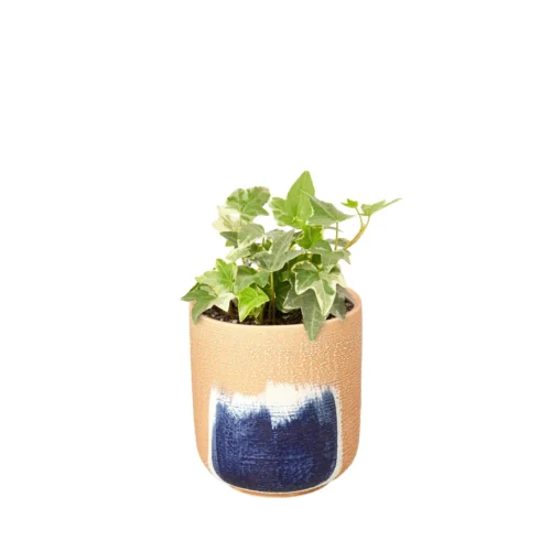 English Ivy ‘Glacier’ -Green Garden Life Store Ivy Glacier Huey
