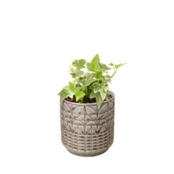English Ivy ‘Glacier’ -Green Garden Life Store Ivy Glacier Navarro