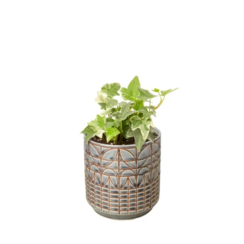 English Ivy ‘Glacier’ -Green Garden Life Store Ivy Glacier Navarro