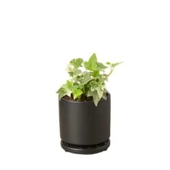 English Ivy ‘Glacier’ -Green Garden Life Store Ivy Glacier black round