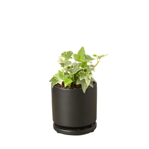 English Ivy ‘Glacier’ -Green Garden Life Store Ivy Glacier black round