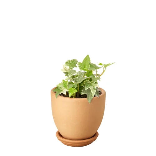 English Ivy ‘Glacier’ -Green Garden Life Store Ivy Glacier tappered