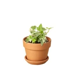 English Ivy ‘Glacier’ -Green Garden Life Store Ivy Glacier terra cota