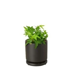English Ivy Green California 12 English Ivy Green California -Green Garden Life Store Ivy Green black round