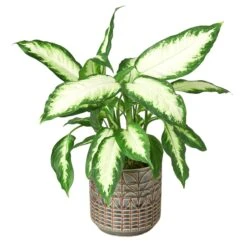 Dieffenbachia Camille -Green Garden Life Store Navarro Pot DETAIL