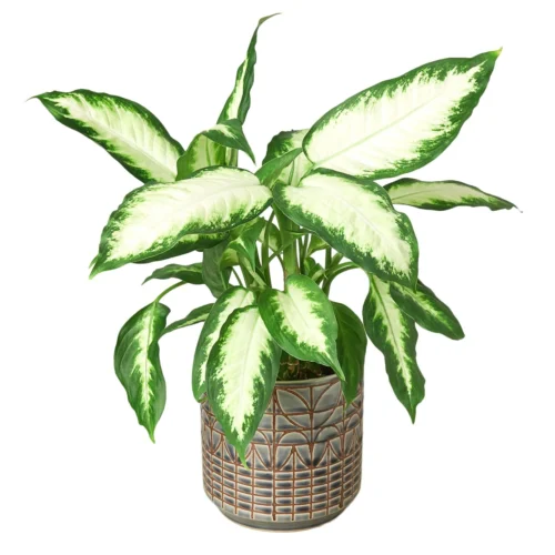 Dieffenbachia Camille -Green Garden Life Store Navarro Pot DETAIL