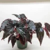 Begonia ‘Black Magic’ -Green Garden Life Store PXL 20250328 155838644 1 scaled 1