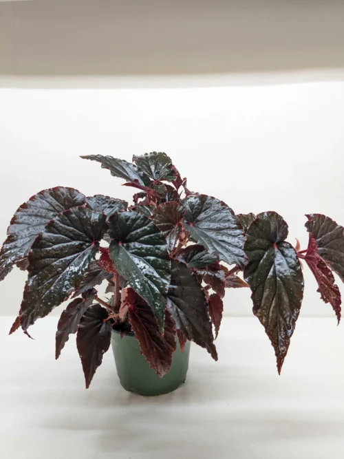 Begonia ‘Black Magic’