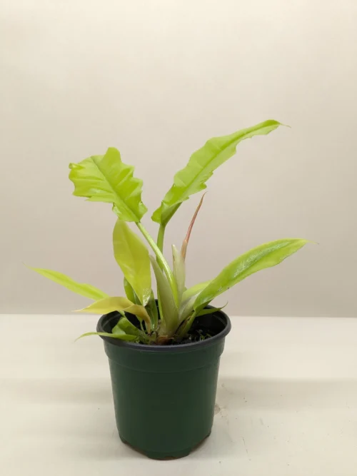 Philodendron ‘Golden Crocodile’