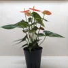 Anthurium ‘Orange’ -Green Garden Life Store PXL 20250623 164951908 1 scaled 1