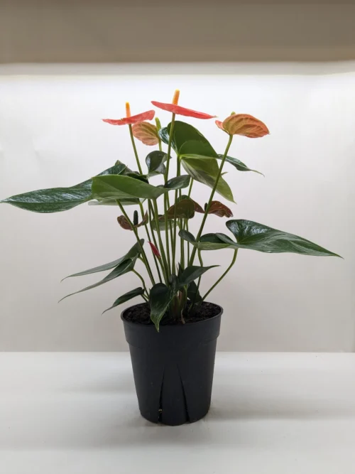 Anthurium ‘Orange’