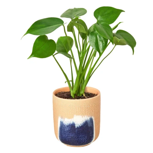 Philodendron Monstera Split-Leaf 19 Philodendron Monstera Split-Leaf -Green Garden Life Store Philodendron Monstera Huey