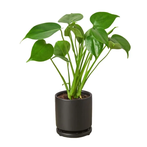 Philodendron Monstera Split-Leaf 17 Philodendron Monstera Split-Leaf -Green Garden Life Store Philodendron Monstera black round