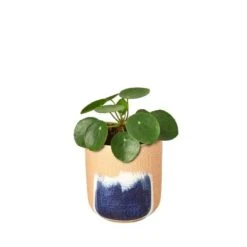 Pilea Peperomioides ‘Chinese Money’ -Green Garden Life Store Pilea Peperomioides Huey
