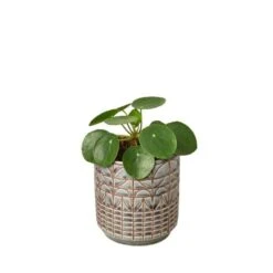 Pilea Peperomioides ‘Chinese Money’ -Green Garden Life Store Pilea Peperomioides Navarro