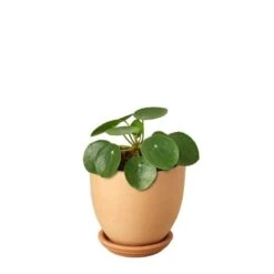 Pilea Peperomioides ‘Chinese Money’ -Green Garden Life Store Pilea Peperomioides Terra Cotta liberty bell