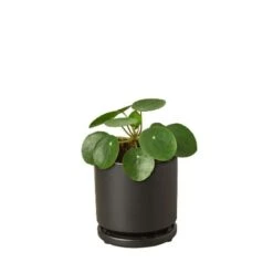 Pilea Peperomioides ‘Chinese Money’ -Green Garden Life Store Pilea Peperomioides black round