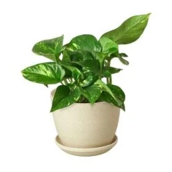Pothos ‘Golden’ -Green Garden Life Store Pothos Golden Fiber Pot